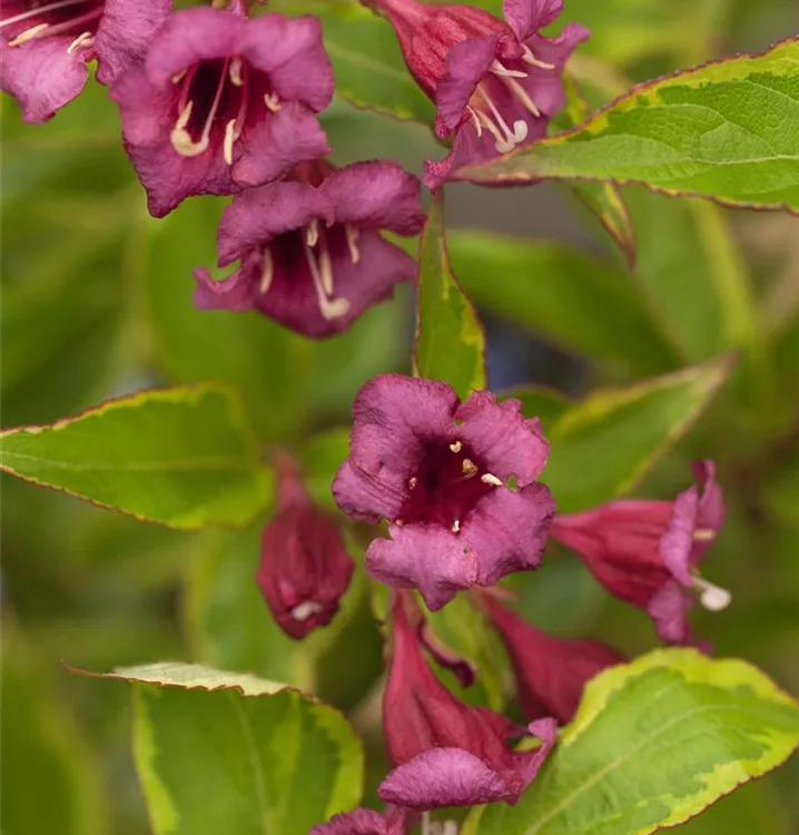 Weigela Florida 'Brigela' -R-