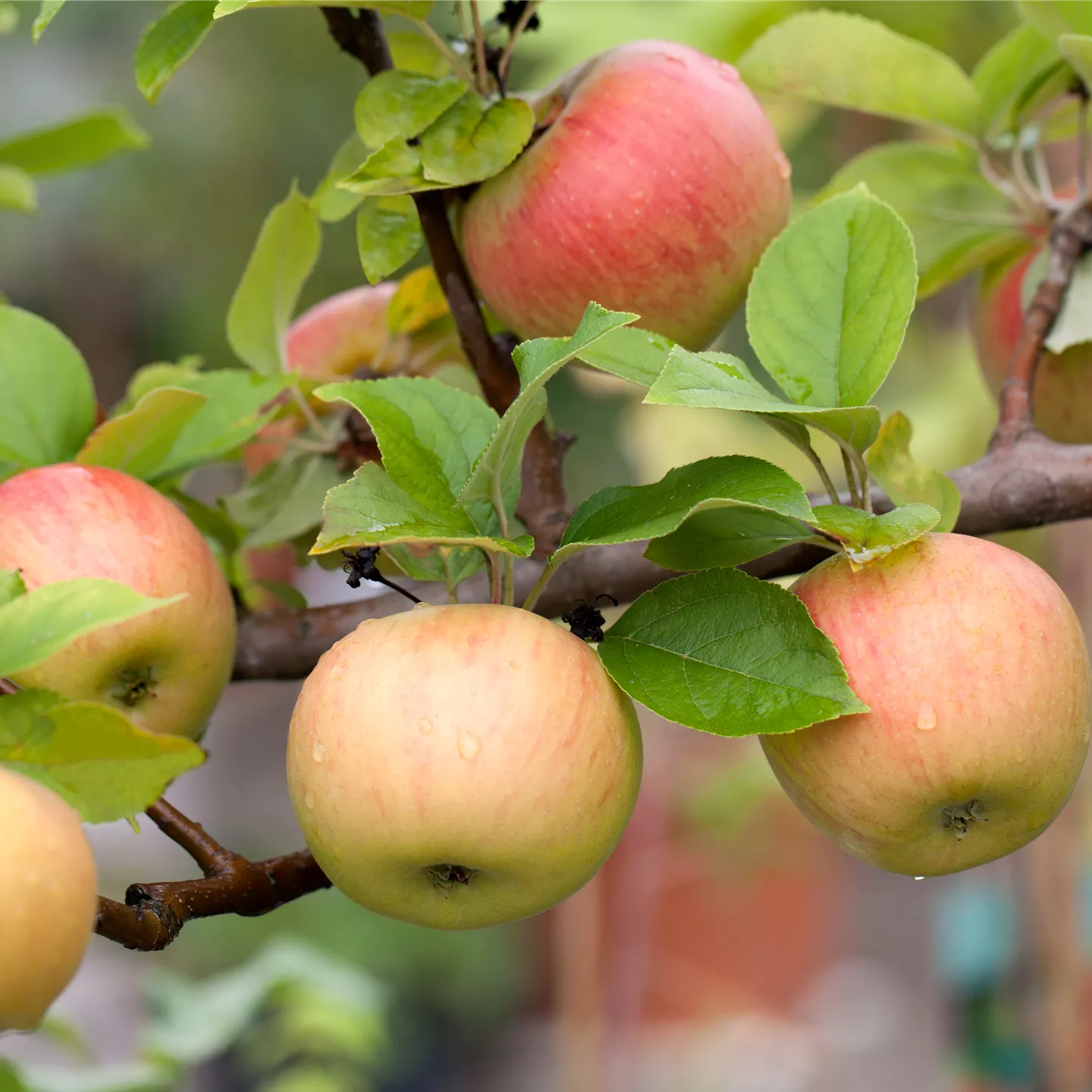 Apfel Goldparmäne