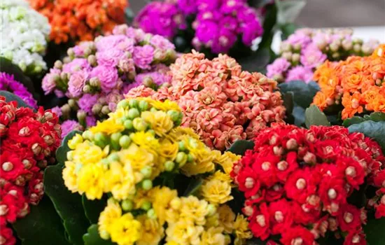 Kalanchoe pflanzen und Blüten im Winter genießen Kalanchoe pflanzen und Blüten im Winter genießen