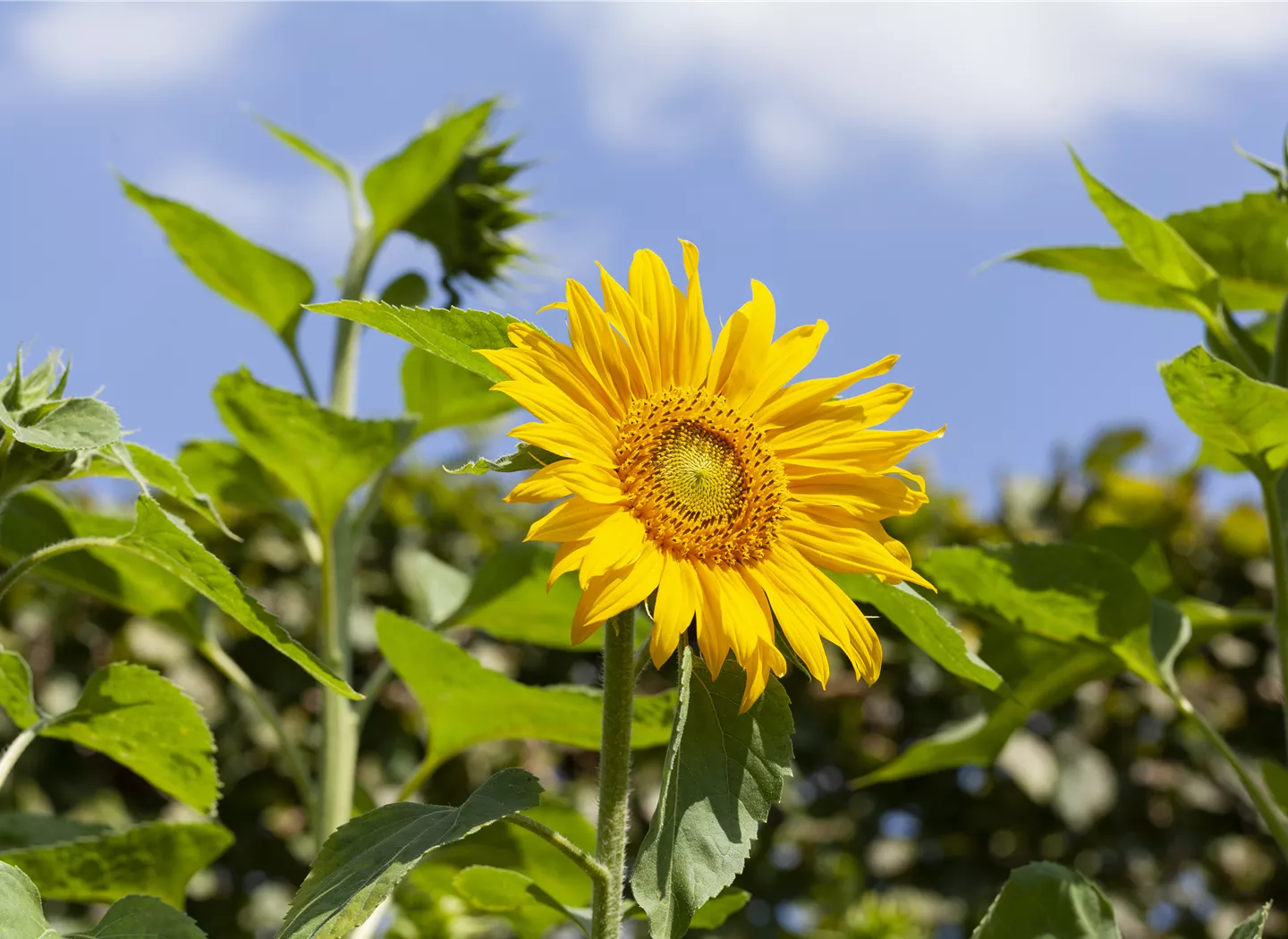 Helianthus annuus (GS586854.jpg)