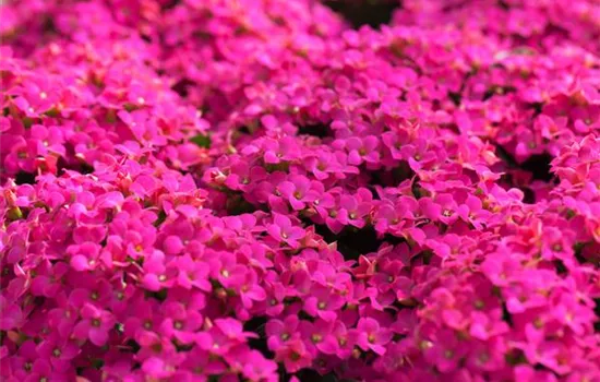 Feuer und Pflanze - Das Flammende Käthchen Feuer und Pflanze - Das Flammende Käthchen